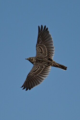 Eurasian Skylark