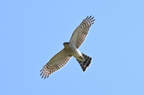 Eurasian Sparrowhawk