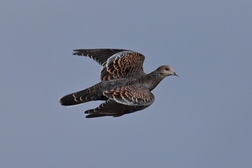 Oriental Turtle-Dove