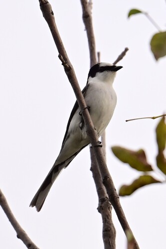 Ashy Minivet