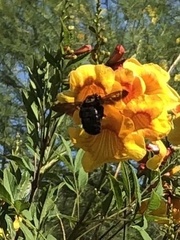Xylocopa sonorina