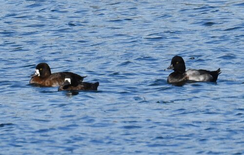 Lesser Scaup
