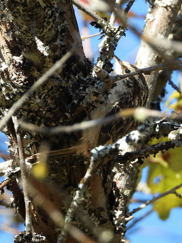 Brown Creeper