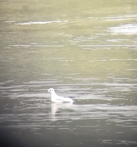 Black-headed Gull