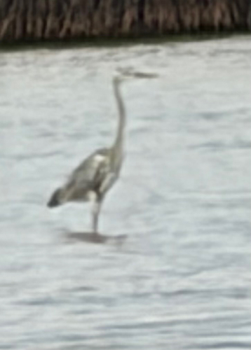 Grey Heron