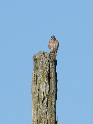 American Kestrel