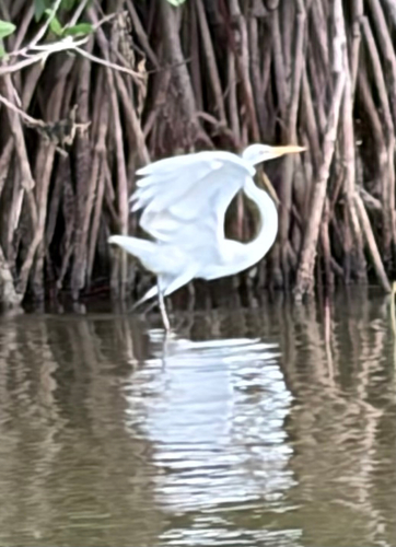 Great Egret