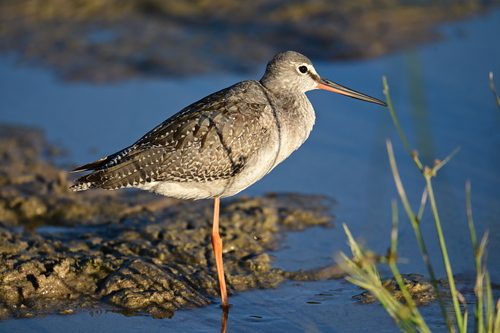 Spotted Redshank