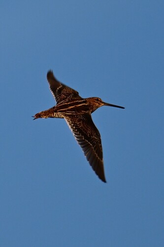 Common Snipe