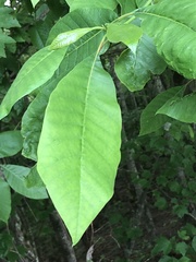 Nyssa aquatica