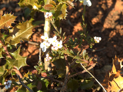Iberis procumbens microcarpa