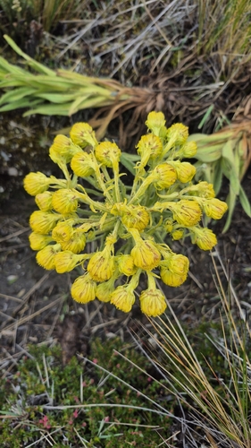 Frailejón Liso