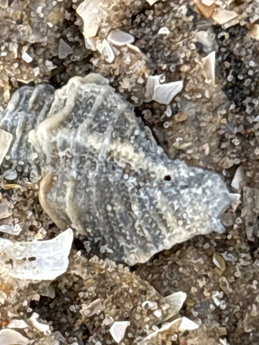 Ocenebra erinacea, 2026-10-14