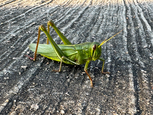 Large Green Grasshopper