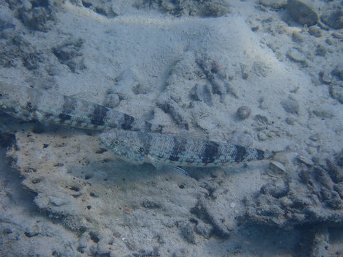 Synodus variegatus observed 2026-10-11