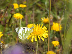 Euchloe belemia
