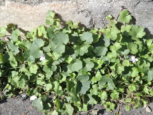 Ivy-leaved toadflax