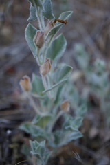 Calystegia malacophylla pedicellata