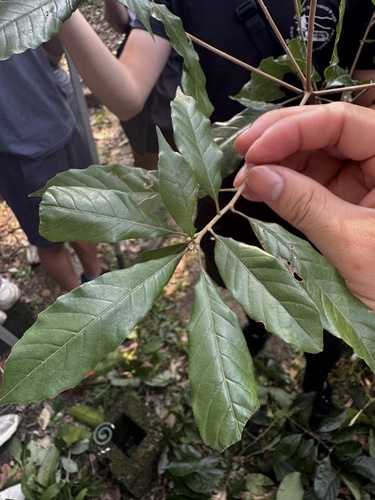 Lithocarpus corneus observed 2026-10-13
