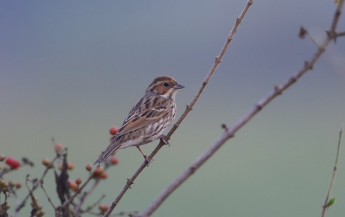 Little Bunting