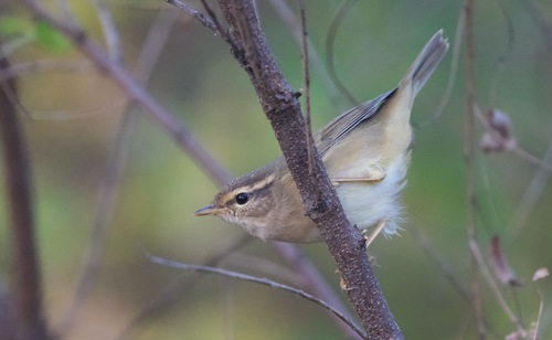 Dusky Warbler