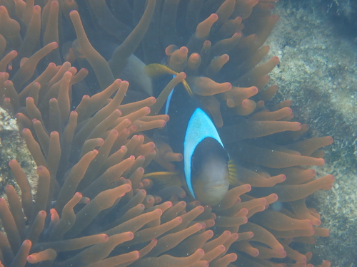 Amphiprion allardi observed 2026-10-11