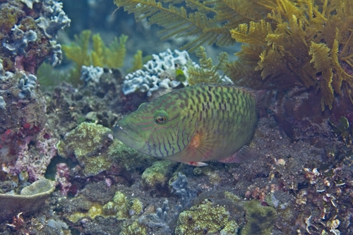 Oxycheilinus digramma observed 2026-10-14