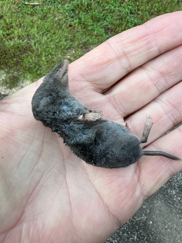 Southern Short-tailed Shrew observed by roymorrisii