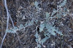 Calystegia malacophylla pedicellata
