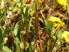 Cleta ramosaria