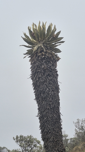 Espeletia hartwegiana