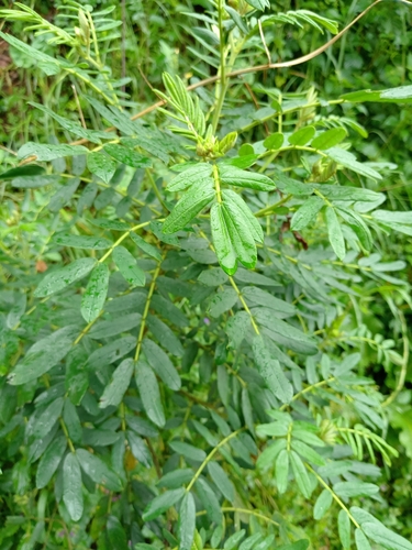 Senna multiglandulosa observed 2026-10-09