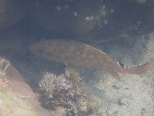 Cephalopholis leopardus observed 2026-10-11