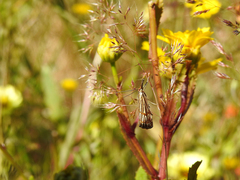Chrysocrambus dentuellus