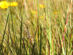 Chrysocrambus dentuellus
