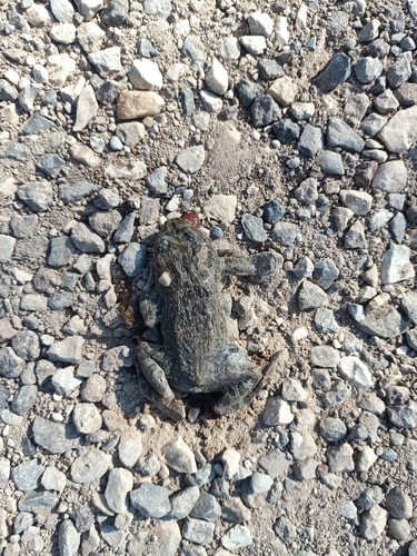Green Toad