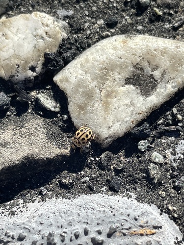16-spot Ladybird
