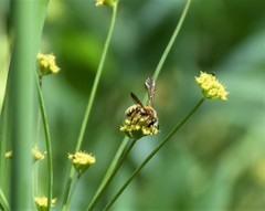 Andrena auricoma