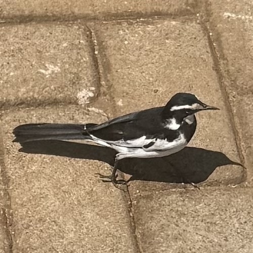 African Pied Wagtail
