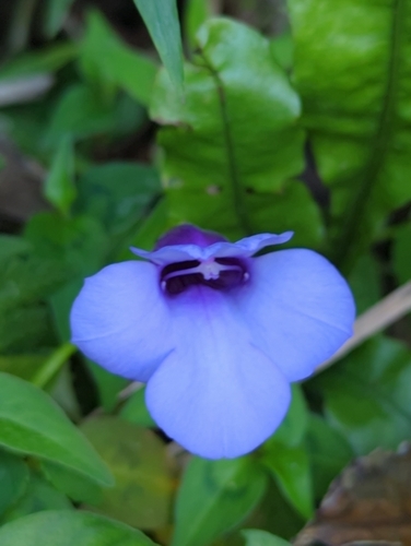 Torenia concolor observed 2026-10-12