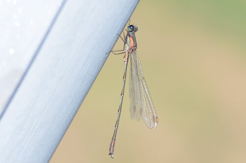 Western Willow Spreadwing