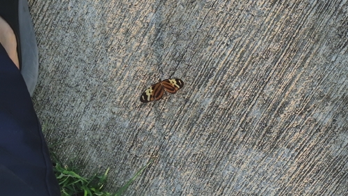 Mariposa alas de tigre