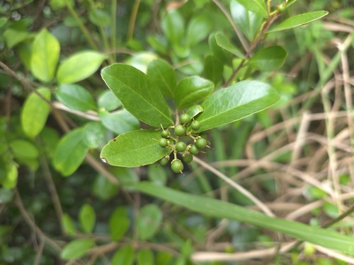 Scolopia oldhamii observed 2026-10-14