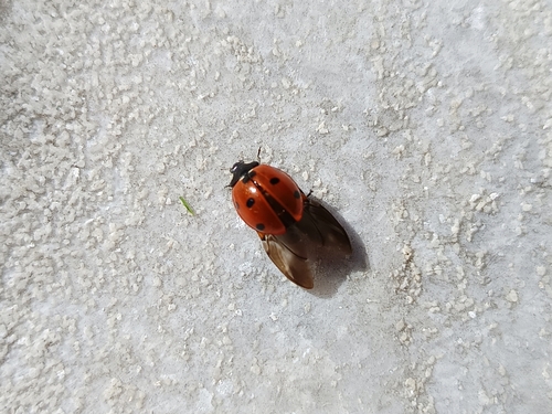 Seven-spotted Lady Beetle