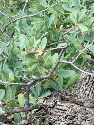 Quercus oblongifolia observed 2026-10-12
