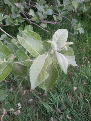 Salix