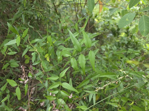 Jasminum nervosum observed 2026-10-14