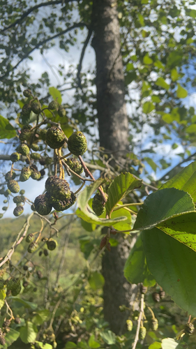 common alder