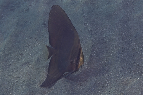 Platax orbicularis observed 2026-10-14