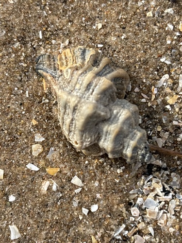 Ocenebra erinacea, 2026-10-14